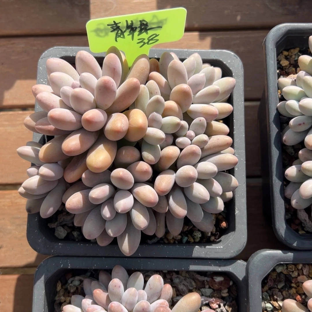 青****汤圆111111111111111