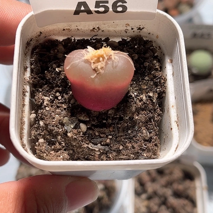 1114–番杏福利a56