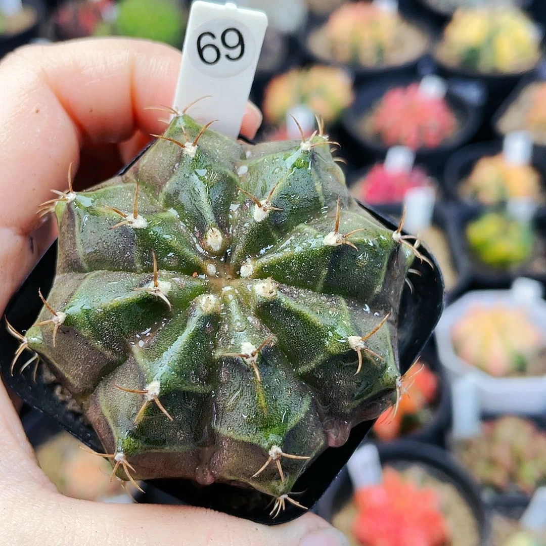 非偏远地区满25裸根发货仙人球