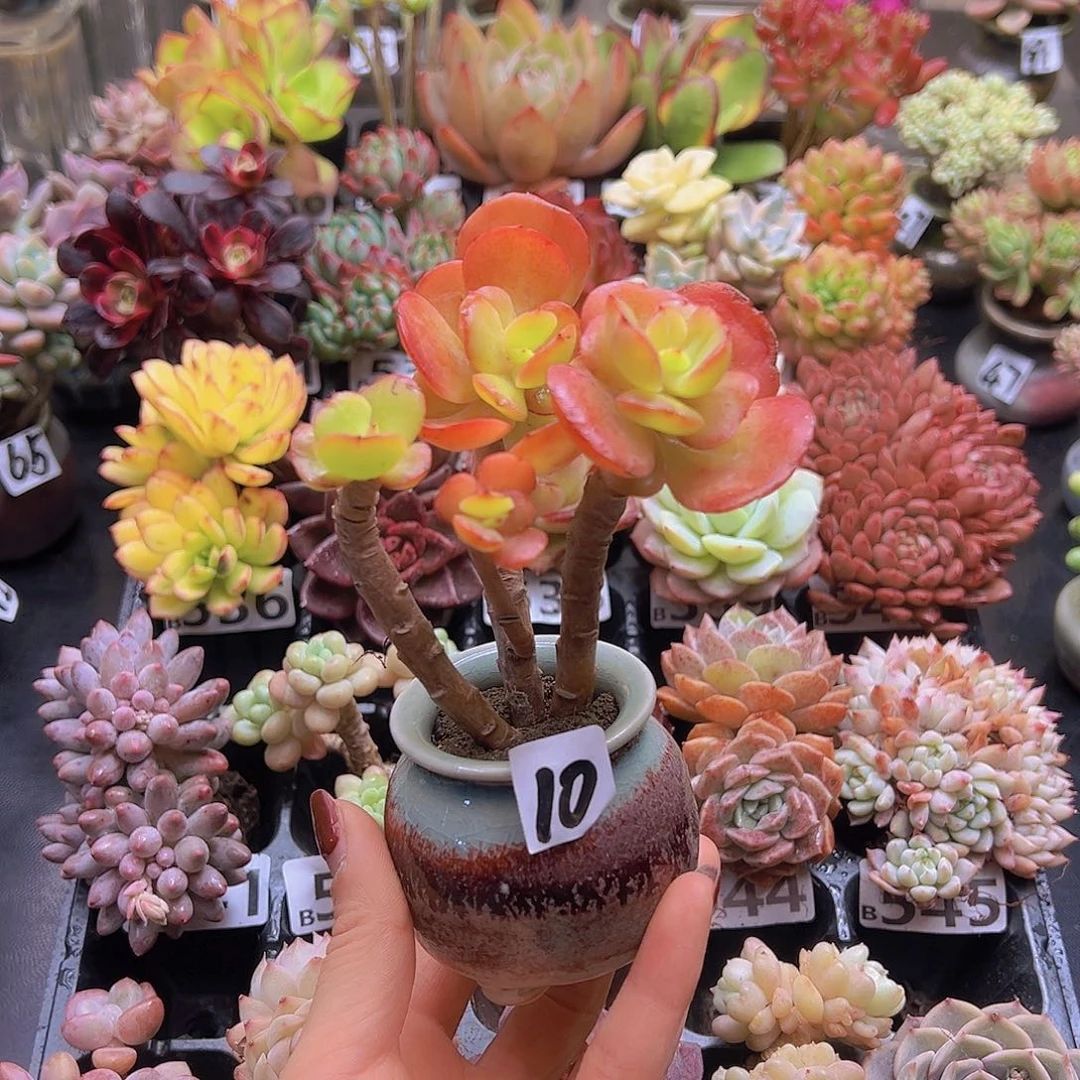 无铅玻璃刘**s花钱花钱花钱花钱