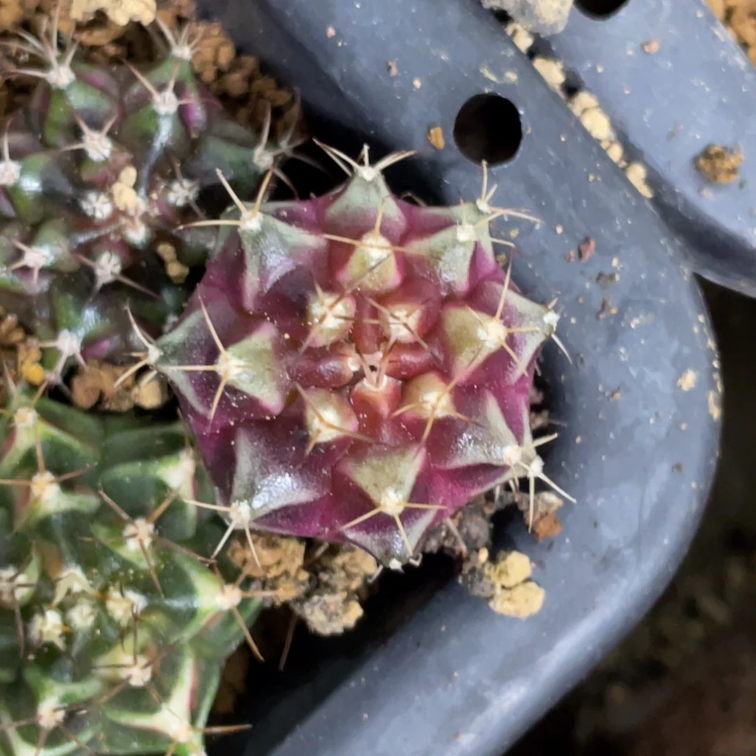 当前无花朵，栽培后可花朵紫粉皮色球