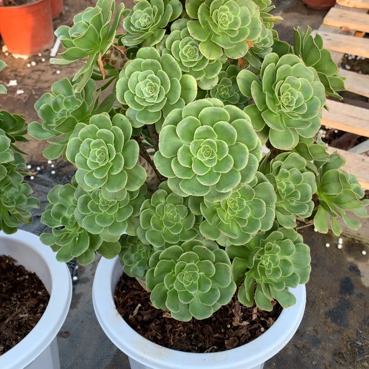 知***张不包损605号艳日伞老桩