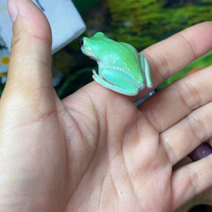 老爷树蛙be y self 专拍