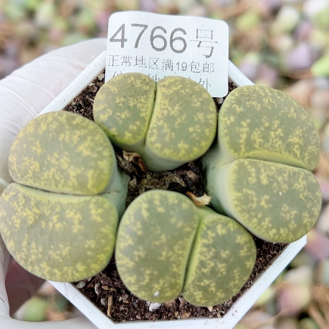 4766 好养易活生石花大母本