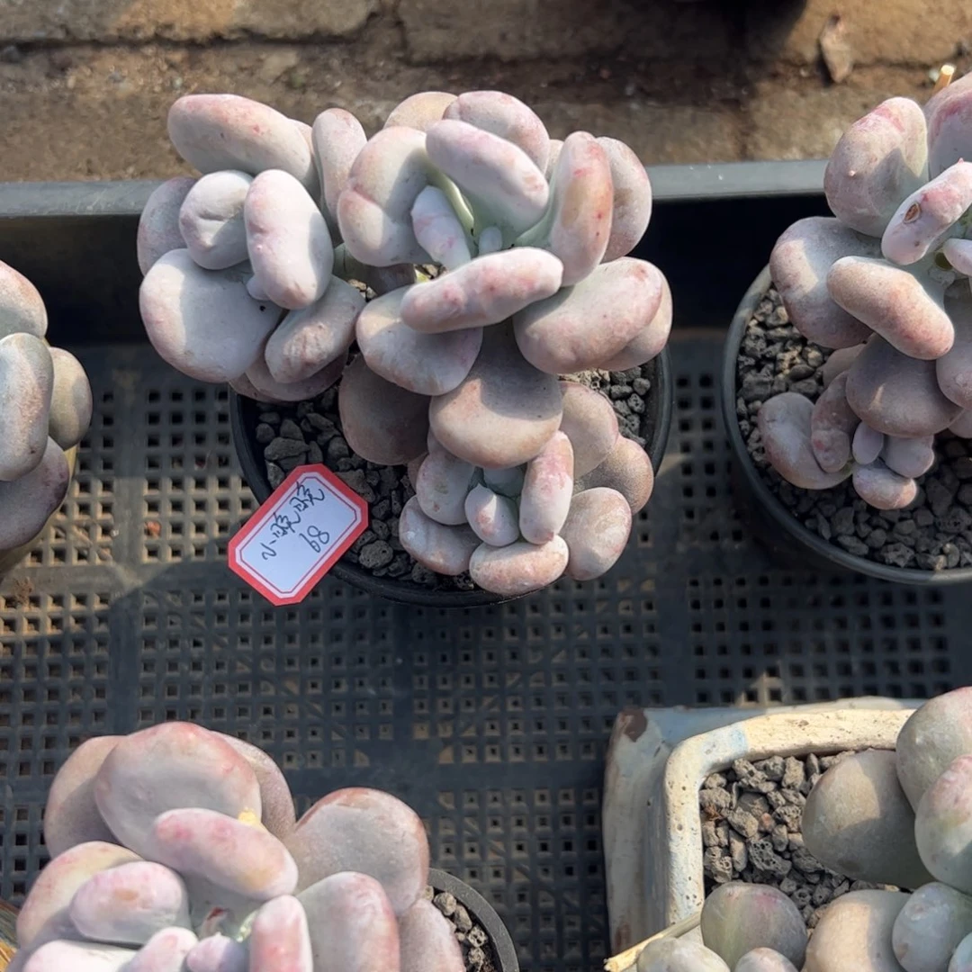 多肉植物多肉植物