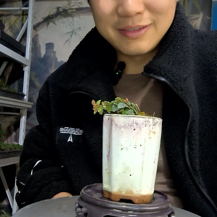 盧***。中青园艺一物一拍花56