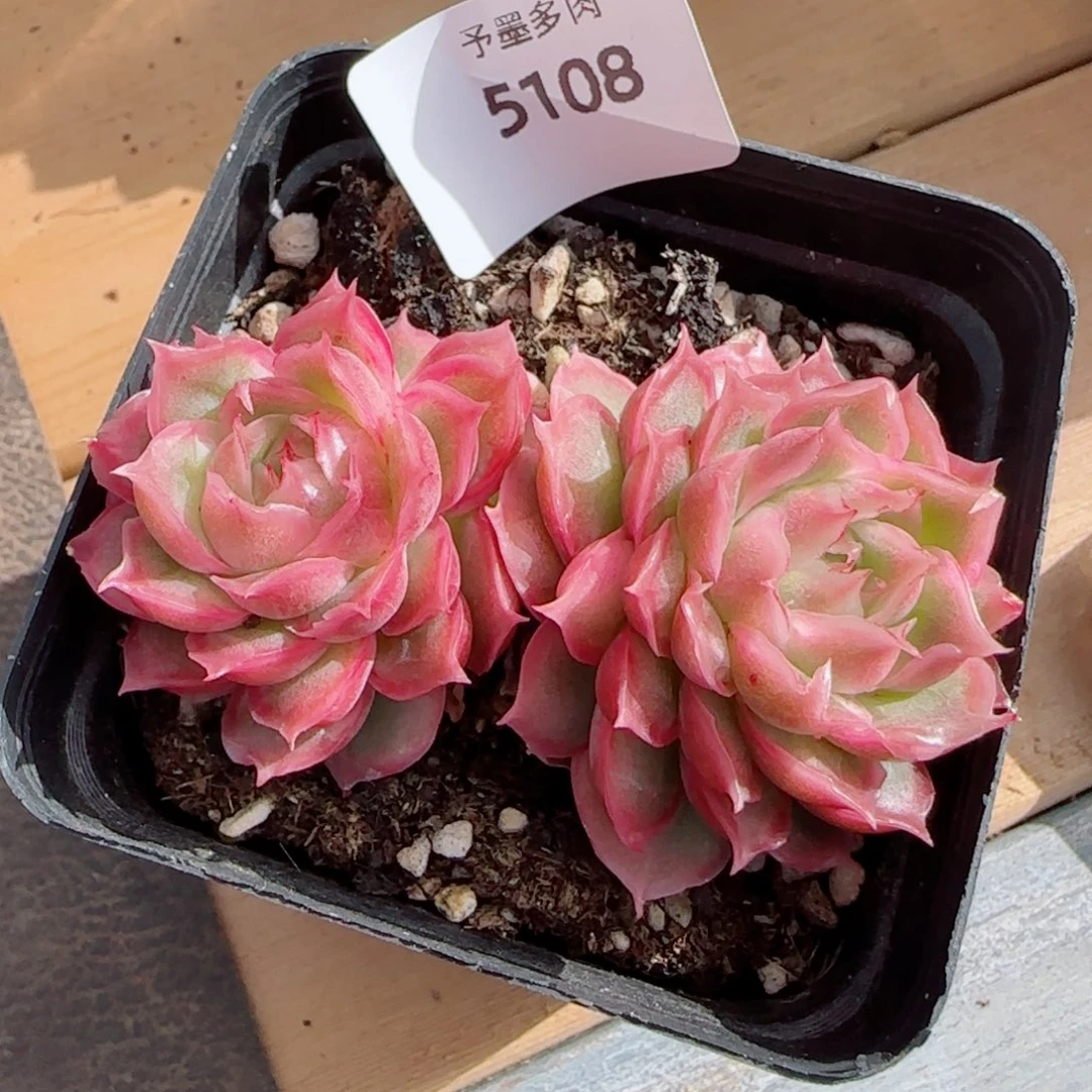 水晶虾饺，5108多肉植物