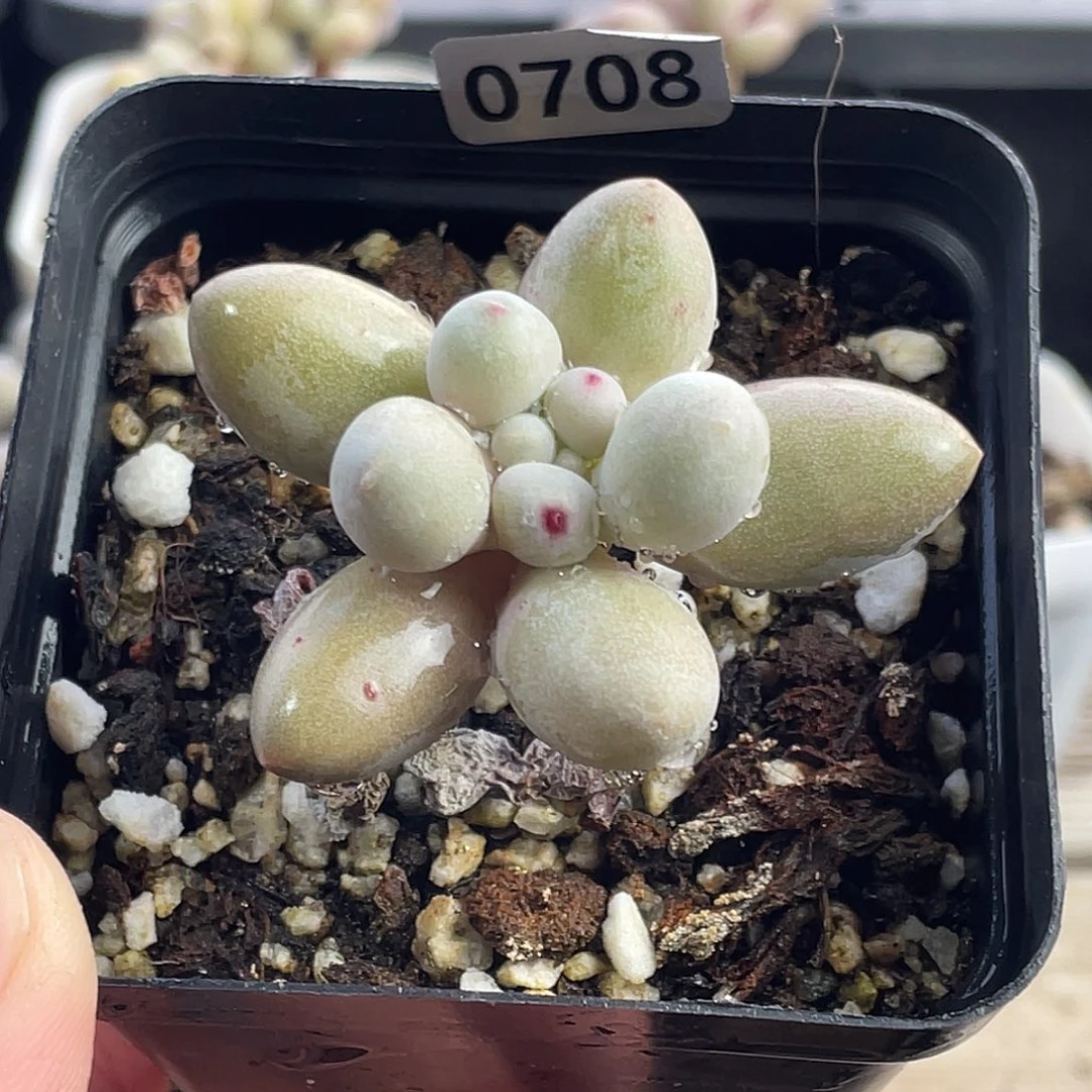 仙子奶酪多肉植物