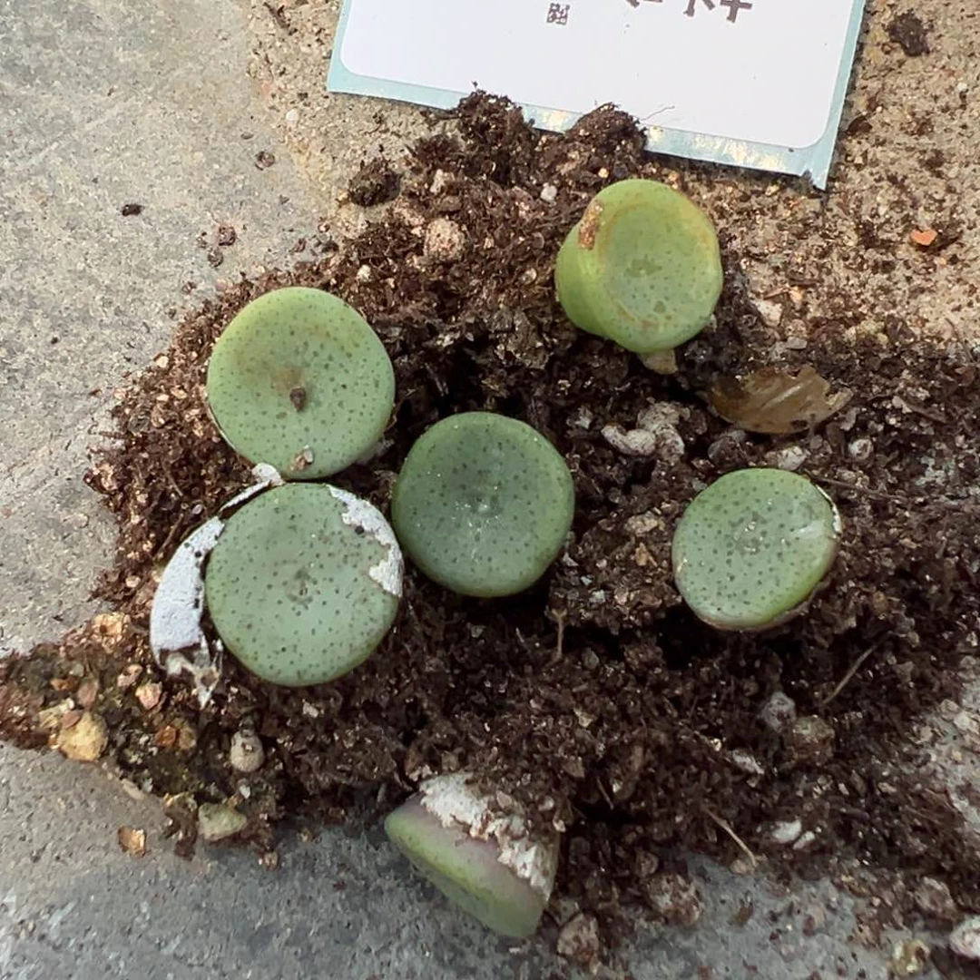 5-119量拍园艺酒杯2颗