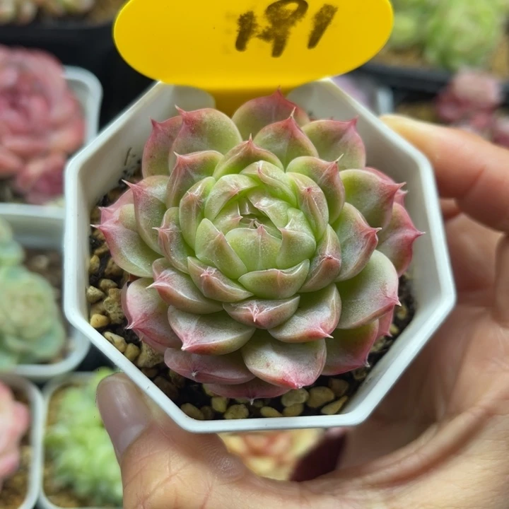 雪绒花珍妮单头191