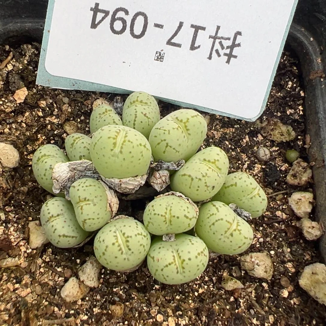 17-94肉锥多肉植物