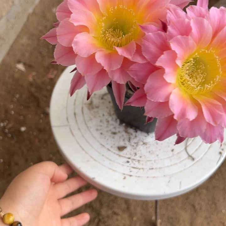 无花朵带根彩草123