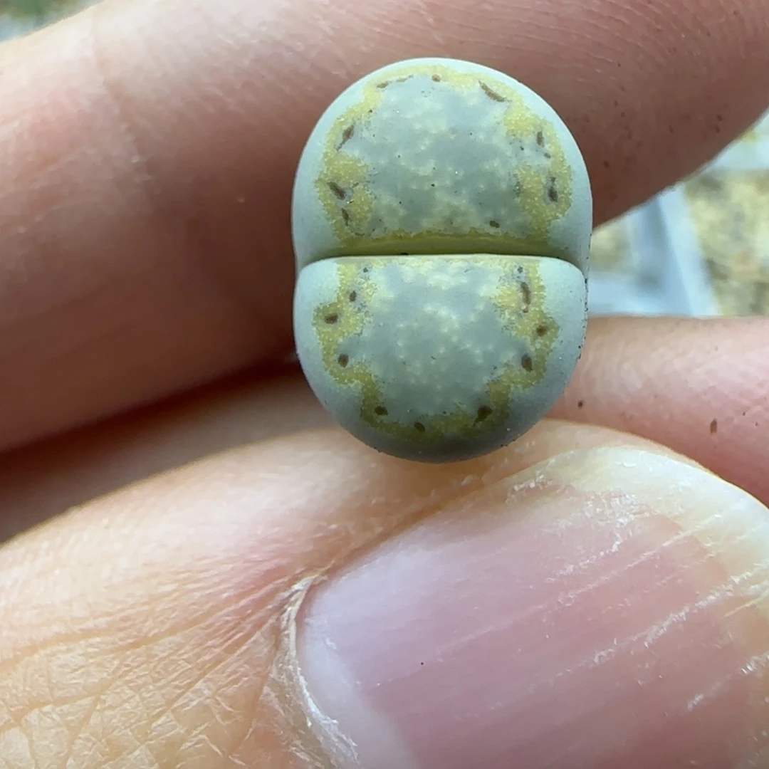 627二蜕金边饼干清框福利大棚直播