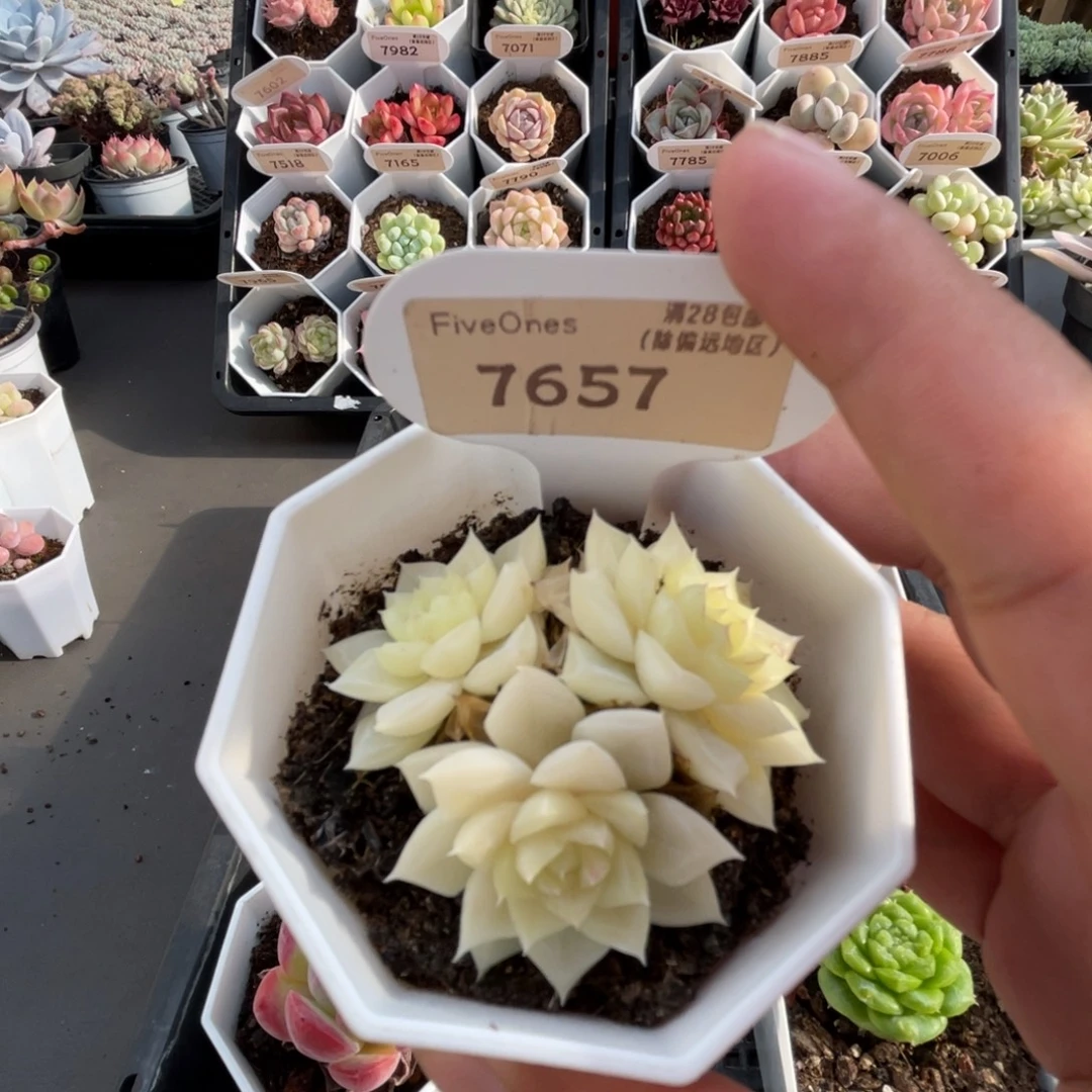 7657白天鹅4.0厘米