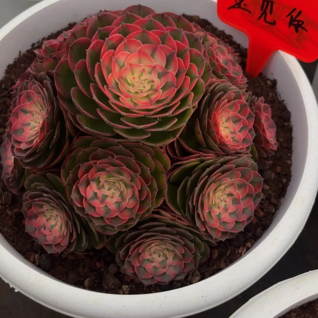 @***꧂荔枝多肉植物一颗