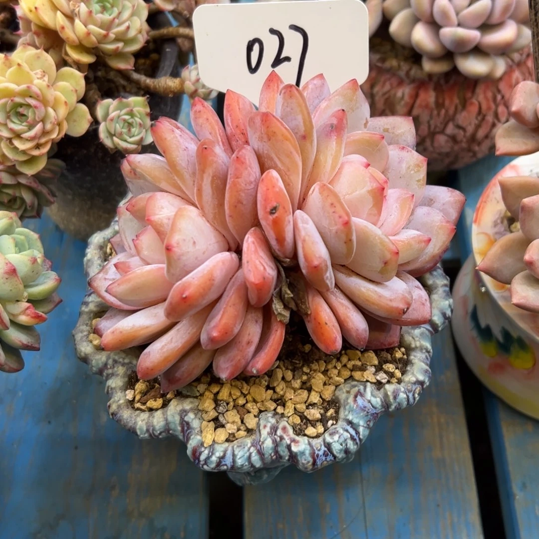 小***颜橙梦露027号一物一拍