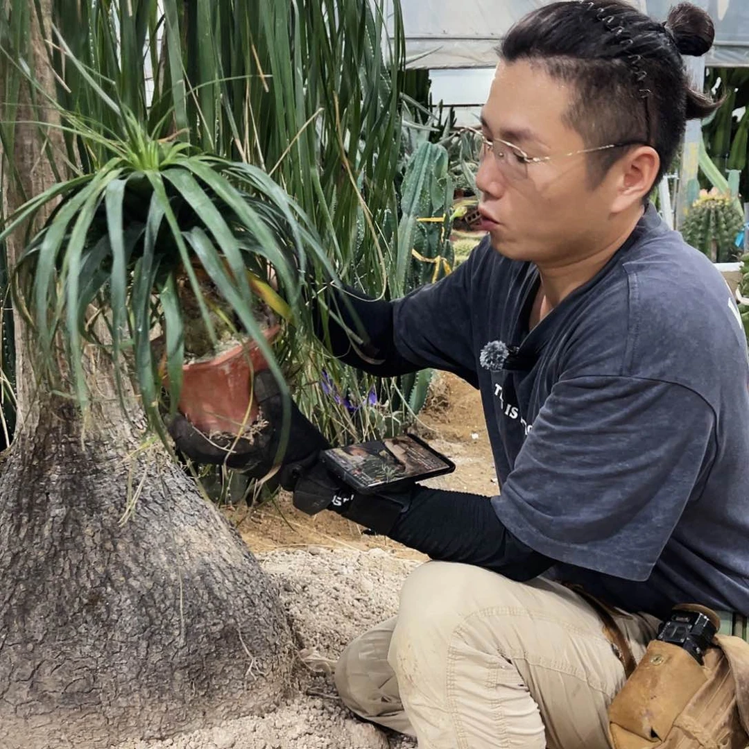 酒瓶兰6-7公分胸径