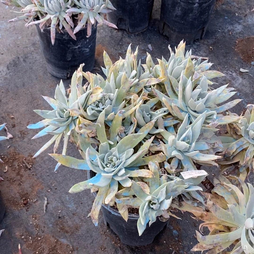 146号苹果叶瑕疵瑕疵