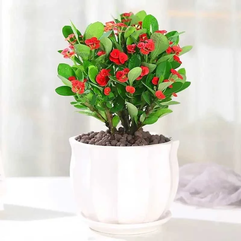 虎刺梅花卉盆栽易活耐旱四季开花不断适合室内办公室阳台