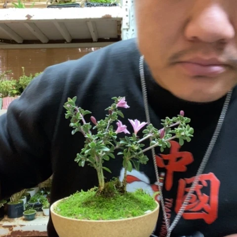 红陶一物一拍所见即所得25