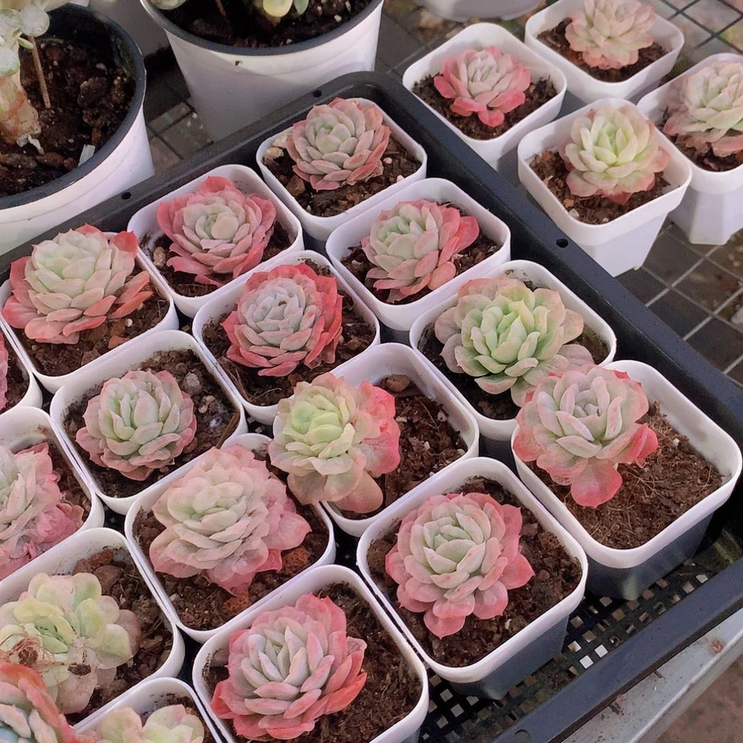 泡泡纱裙：45678899000000