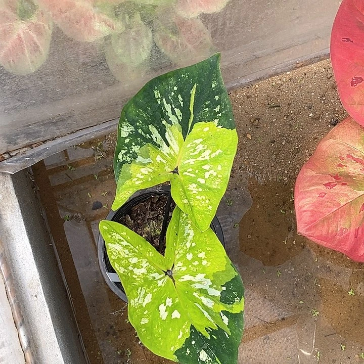 25-0205 泰国彩叶