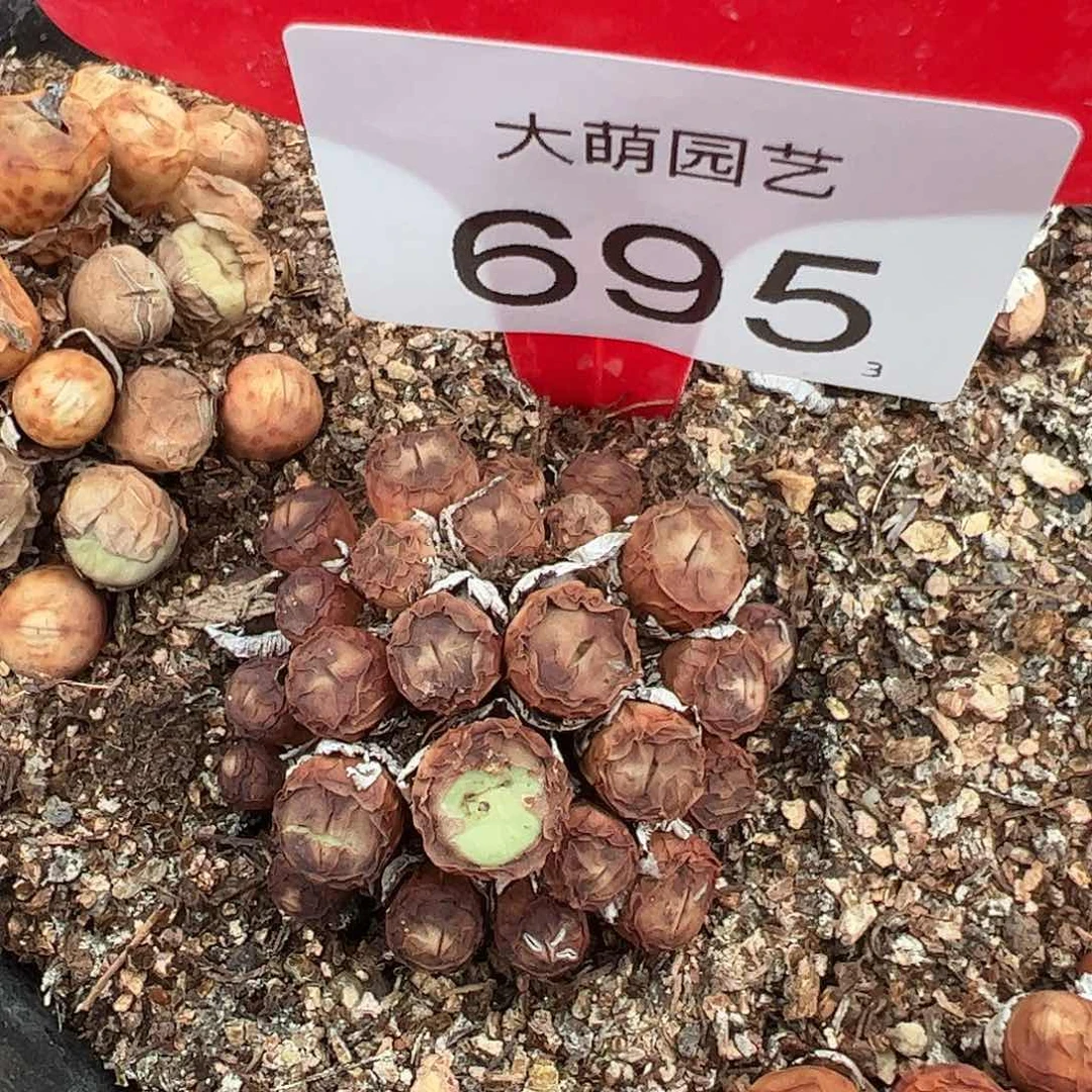 0000695一物一拍母本红嘴脱土发