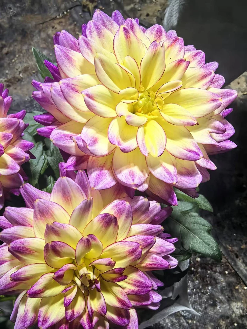 （赤道风）一加仑盆小丽花室内外四季开花