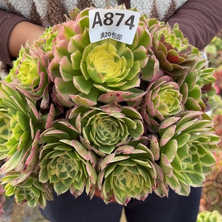 瑞妈多肉植物，871.海王