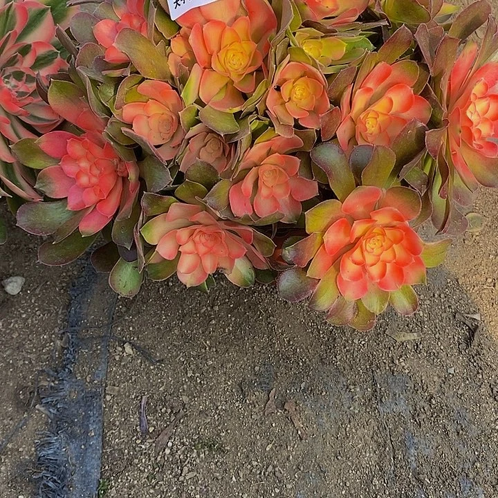 多肉雅典娜256多肉