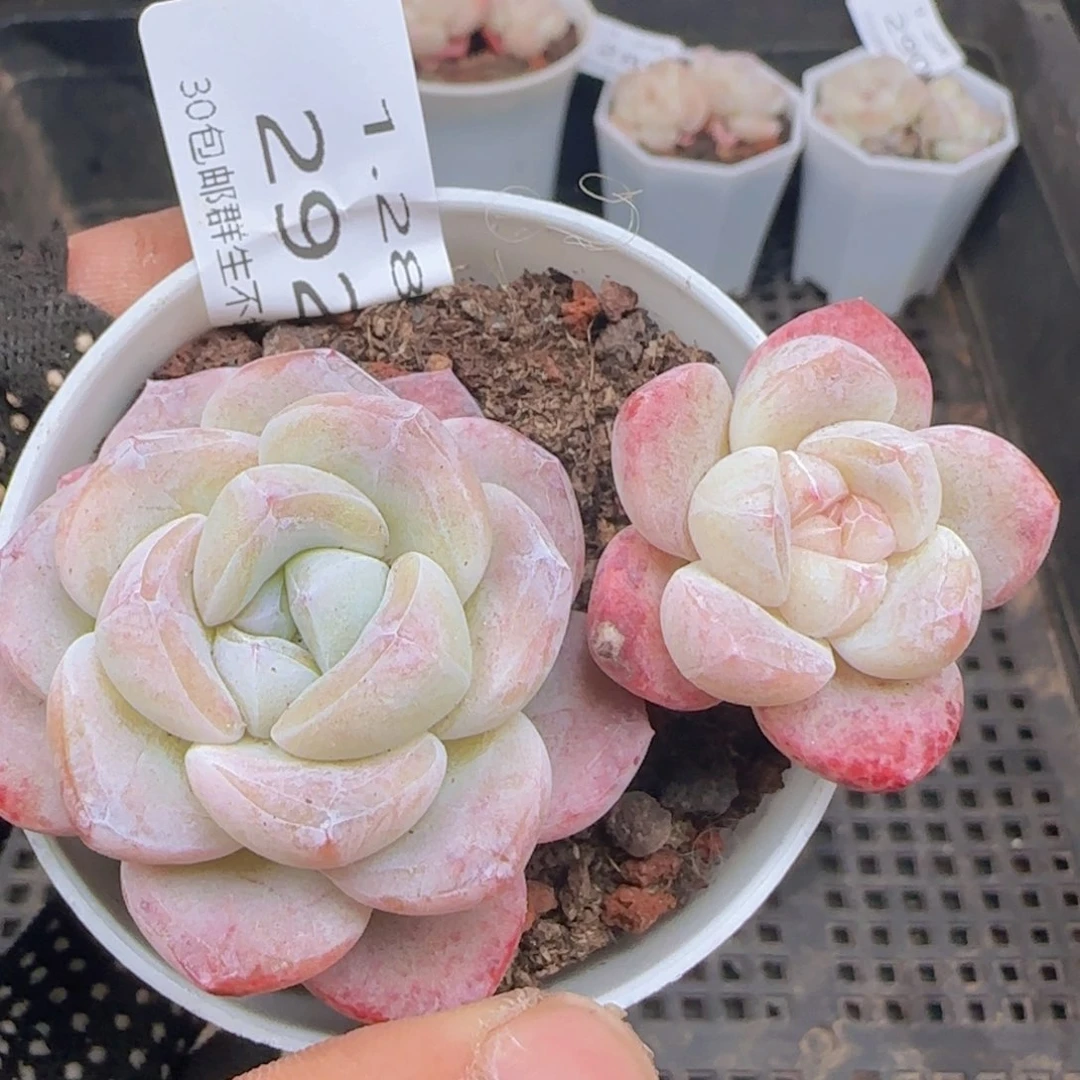 双头冰玉一颗脱土发货