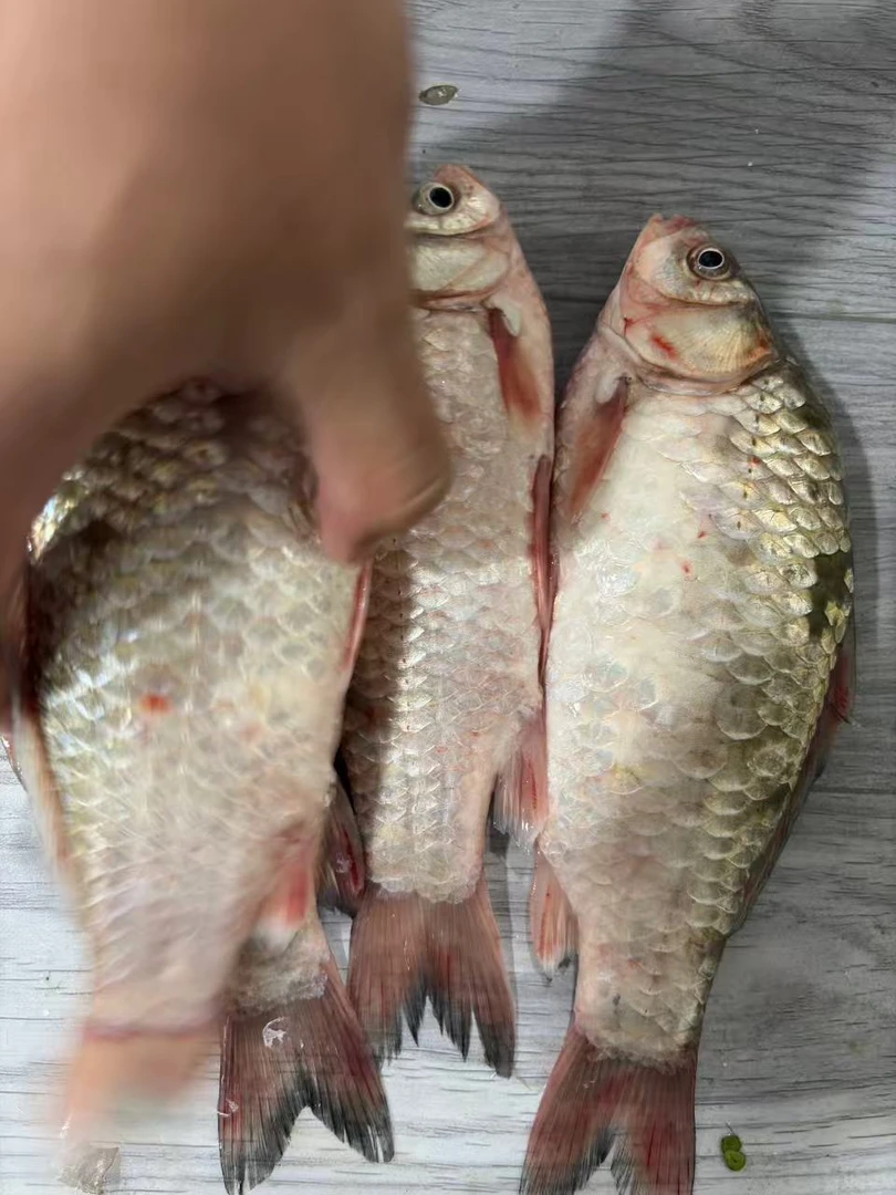 淡水鱼5两以上新鲜现杀