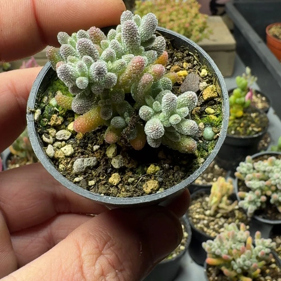 骑*鱼多肉植物枝干冰晶