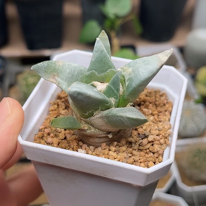 无花朵实生青瓷牡丹6
