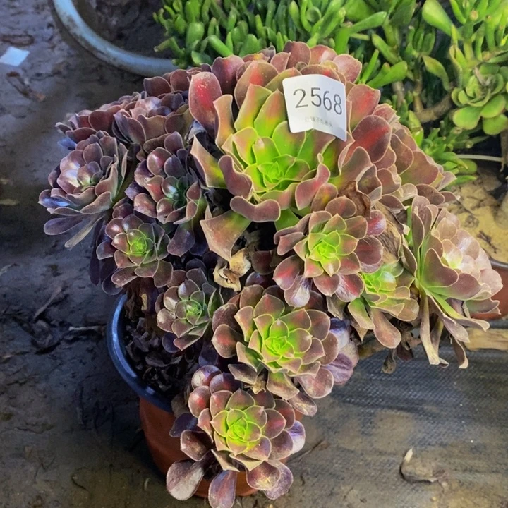 花娜锦多肉断头不包2568