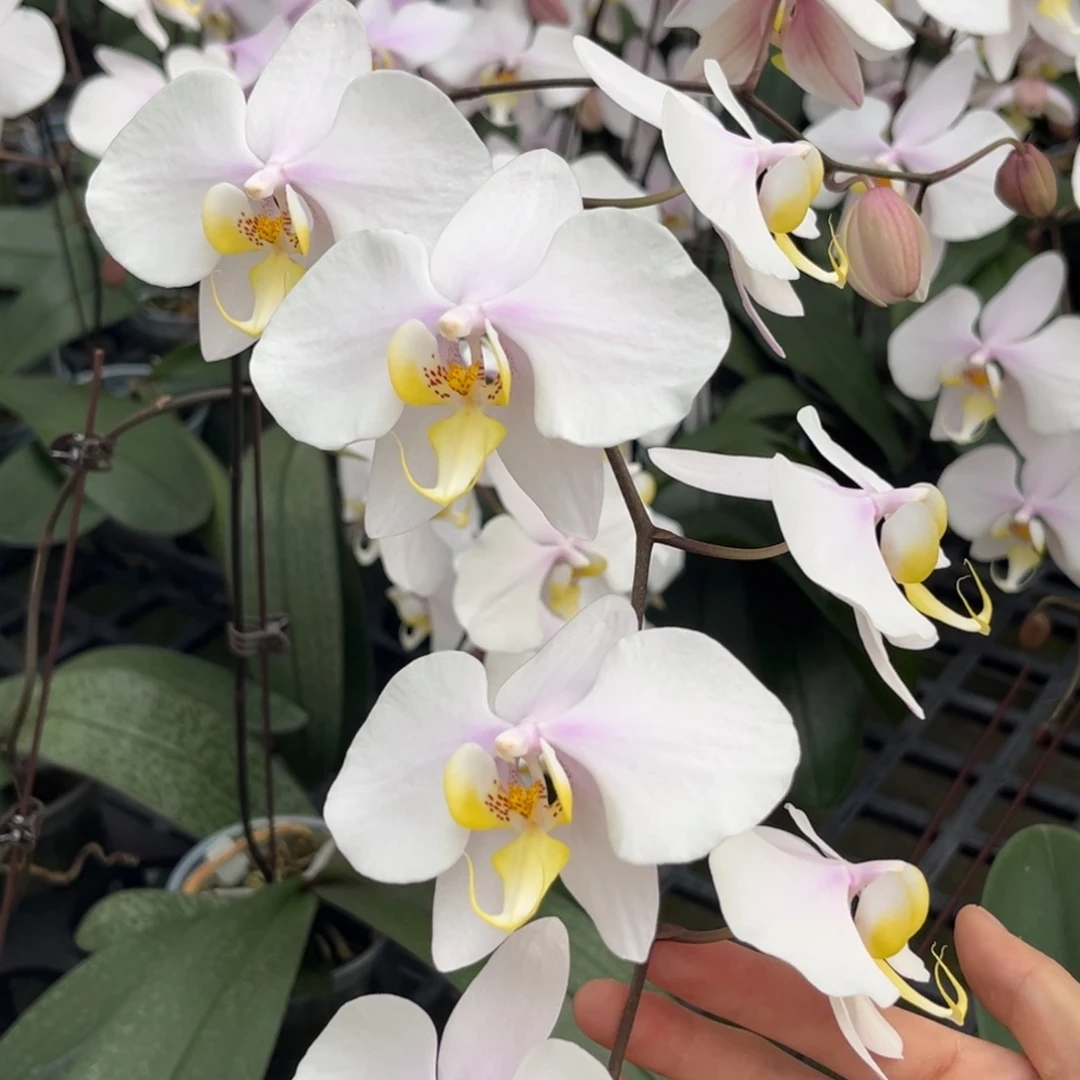 完全开放3寸山採西交沙巴阿妈开花株