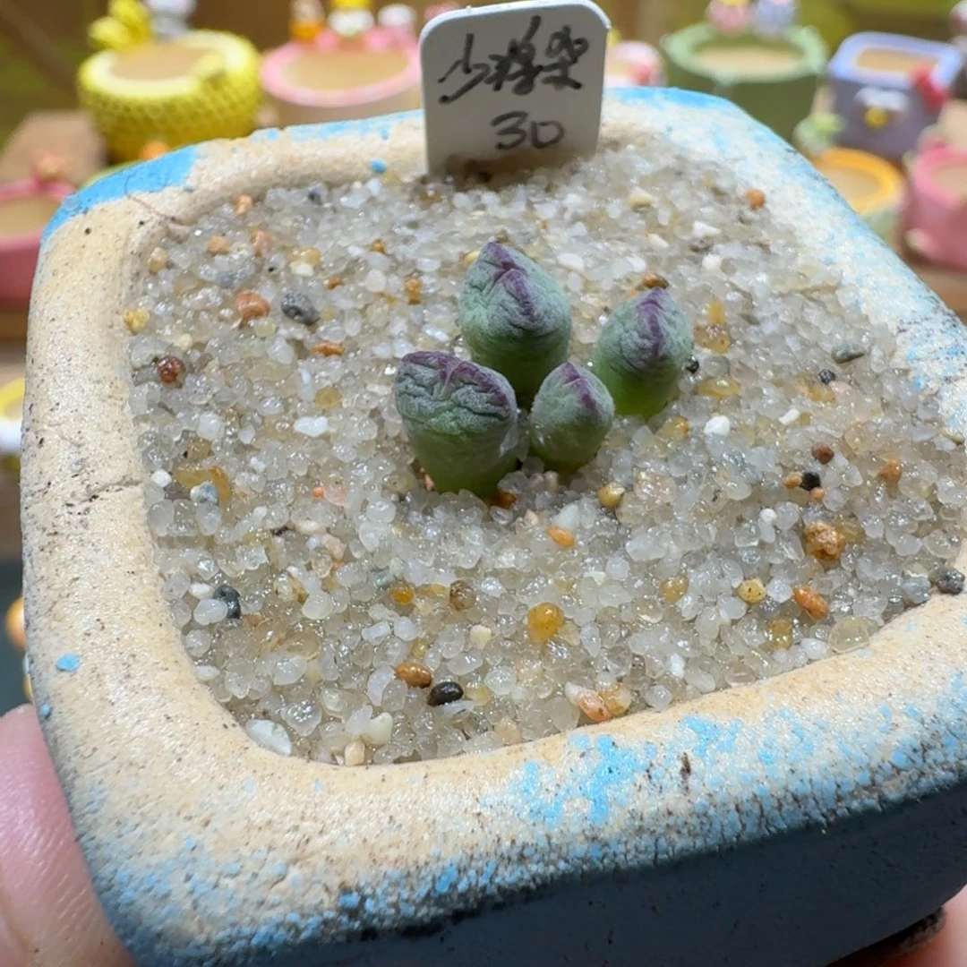 蘑菇1292少将杂多肉植物