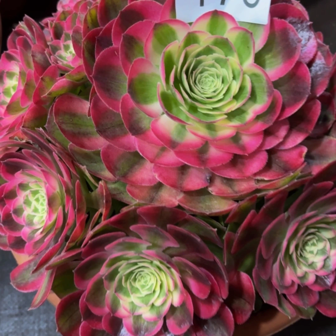 哈哈多肉葡萄福利来176