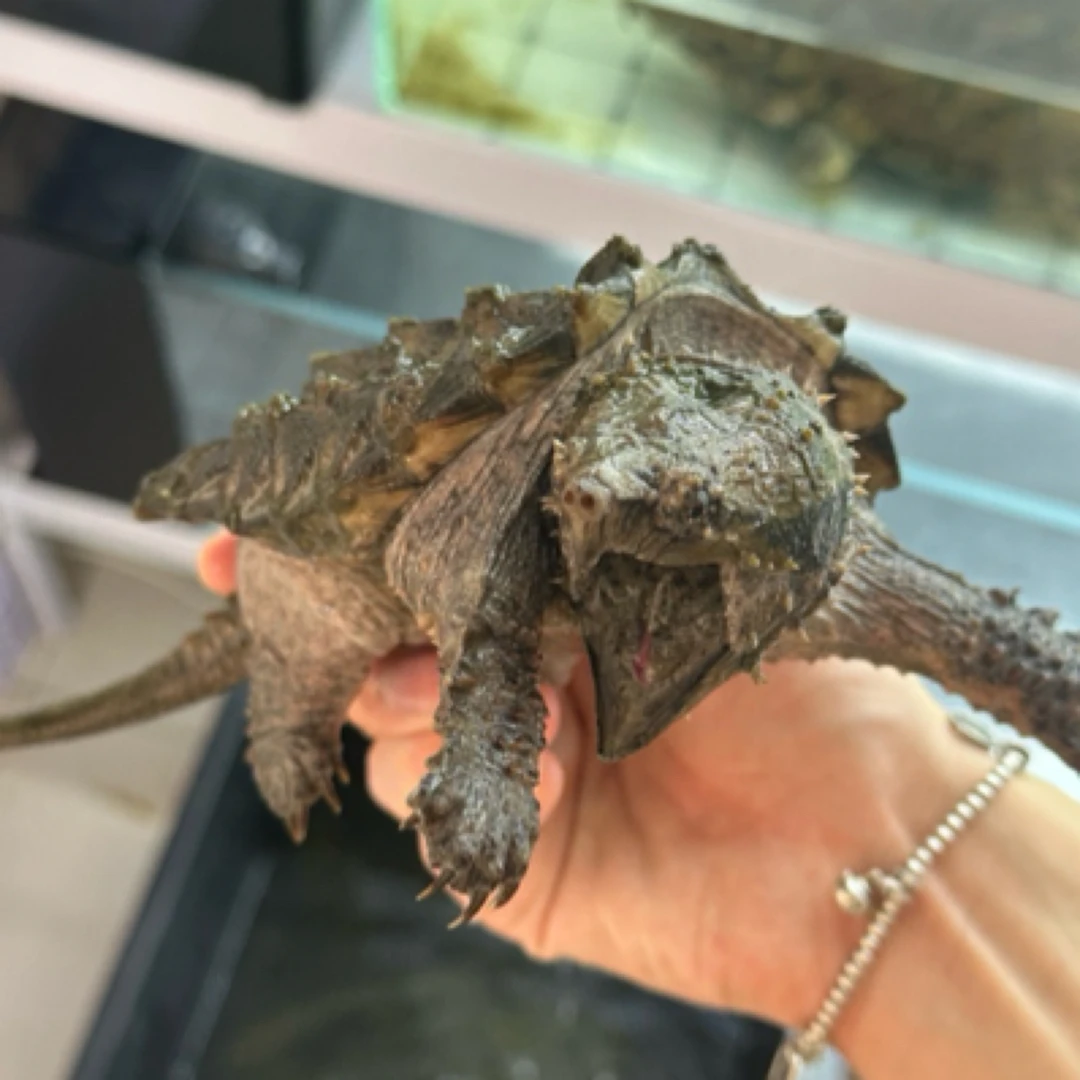 鳄龟宠物小鳄龟乌龟大鳄龟