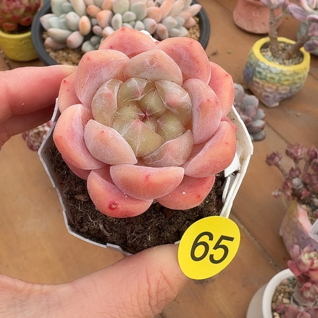 65 脱土哈哈哈哈哈哈不包整