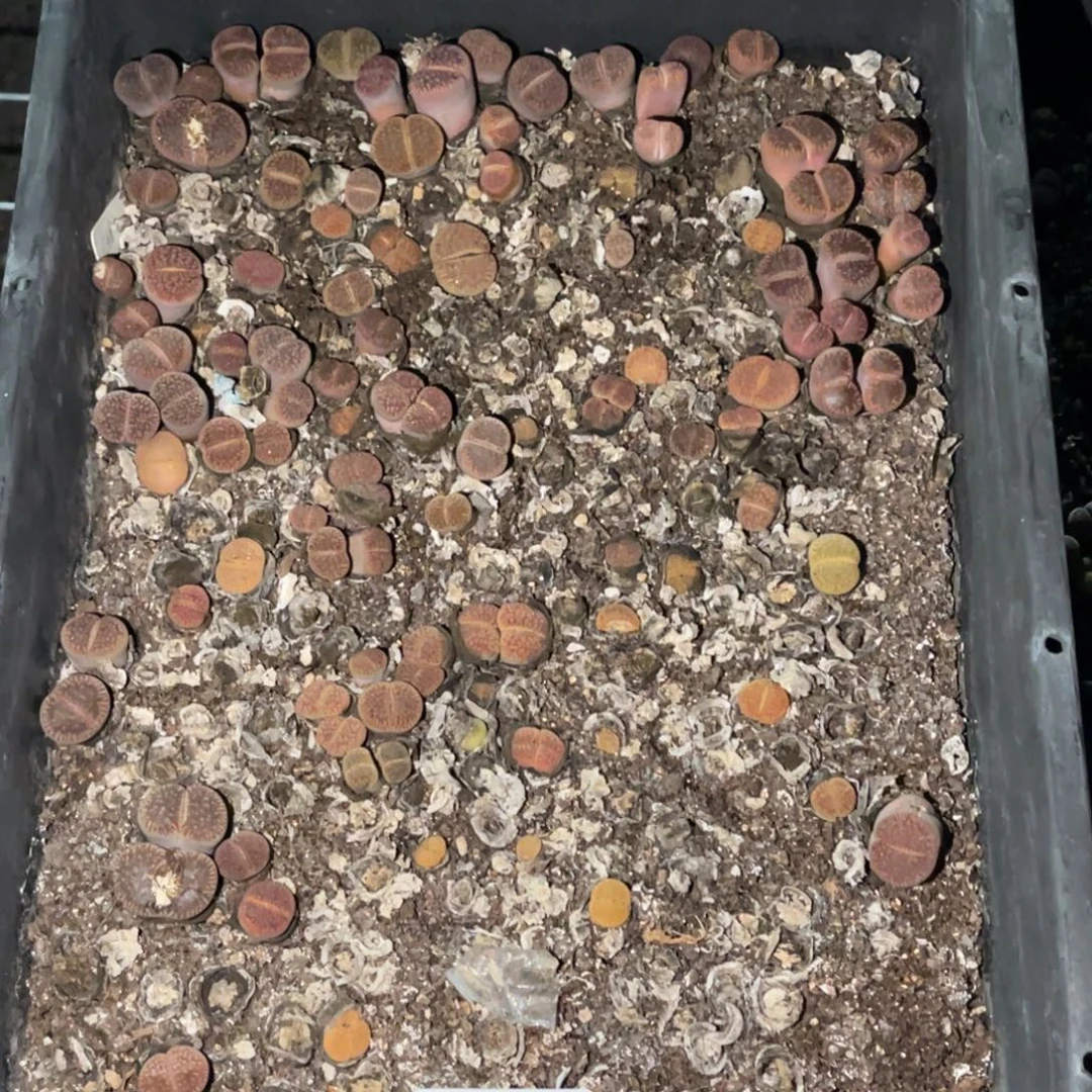 j***84778福利筐1不售后
