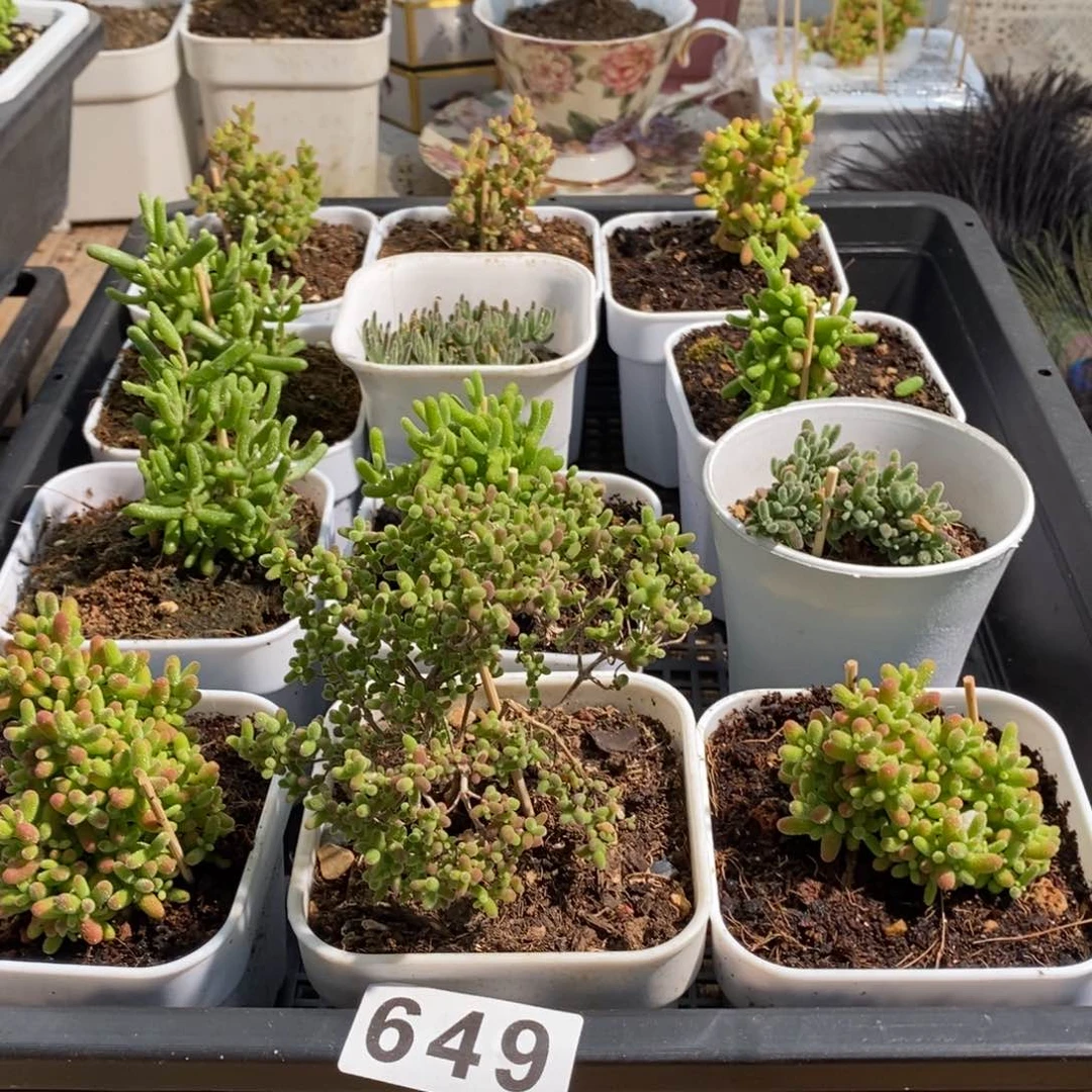 枝干番杏多肉植物649