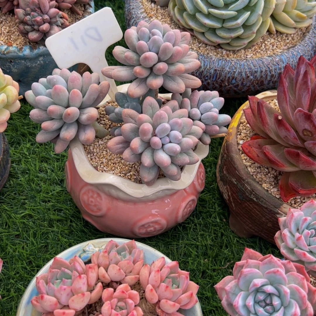 蔡***蔡汤圆多肉植物小老桩