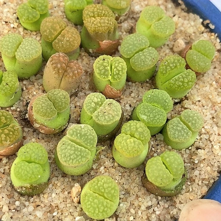 27508磁铁ry1917一颗