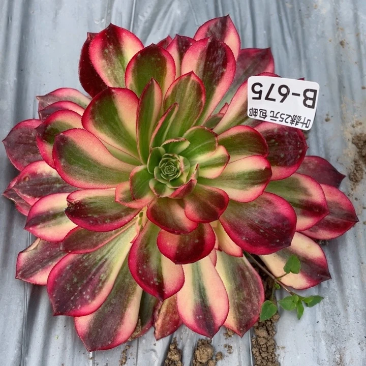 675黑膜锦多肉12345678