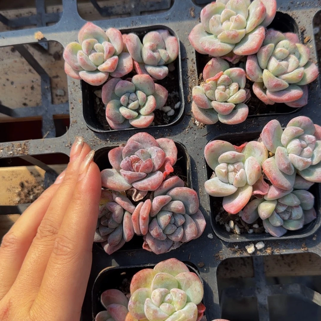 三头冰玉石化特价1个