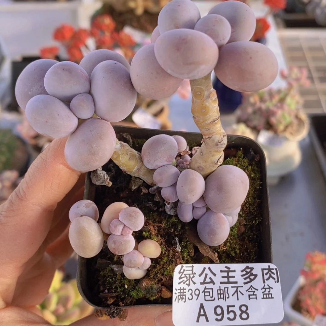 芭比奶洛958多肉植物