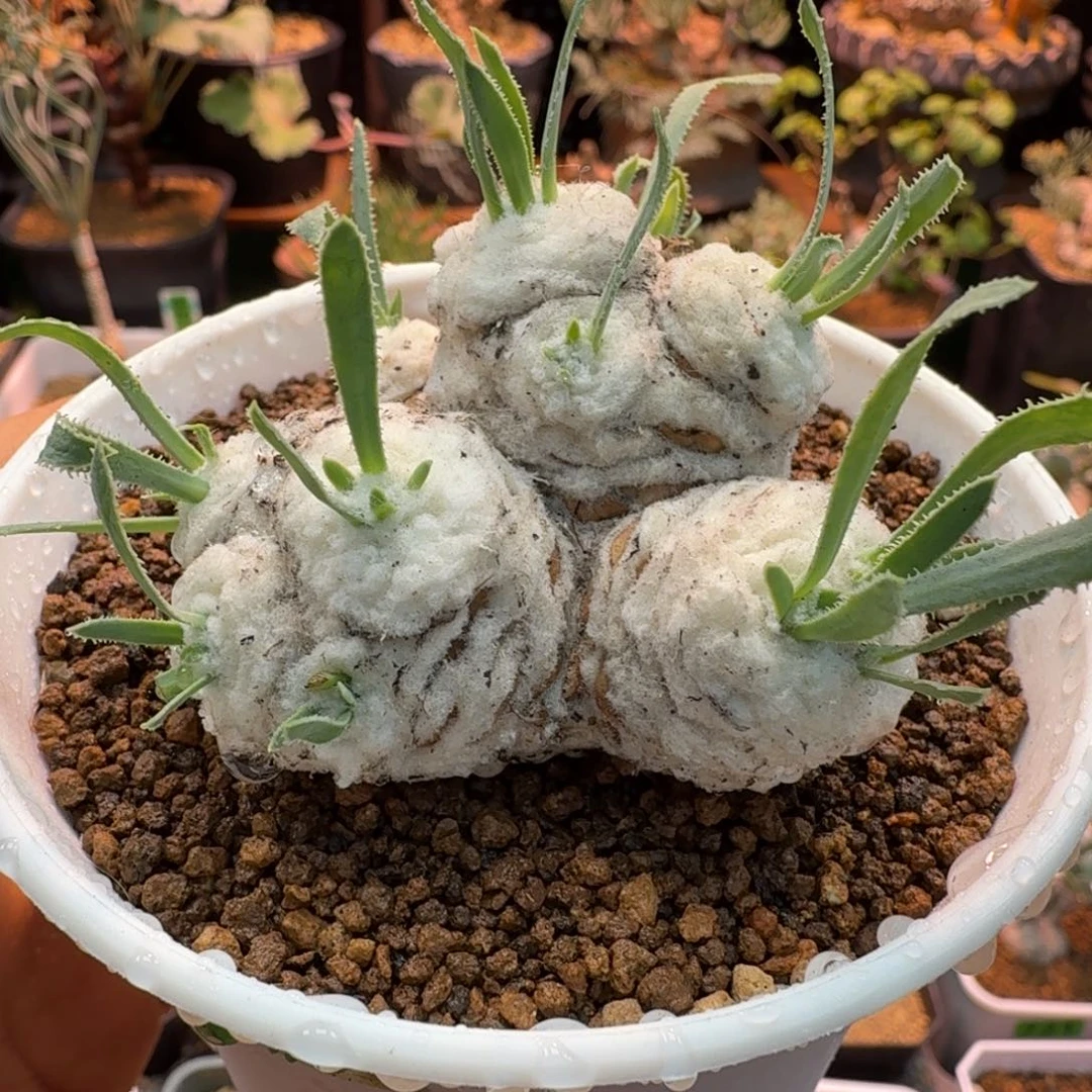 刨花厚墩菊103 仙人球