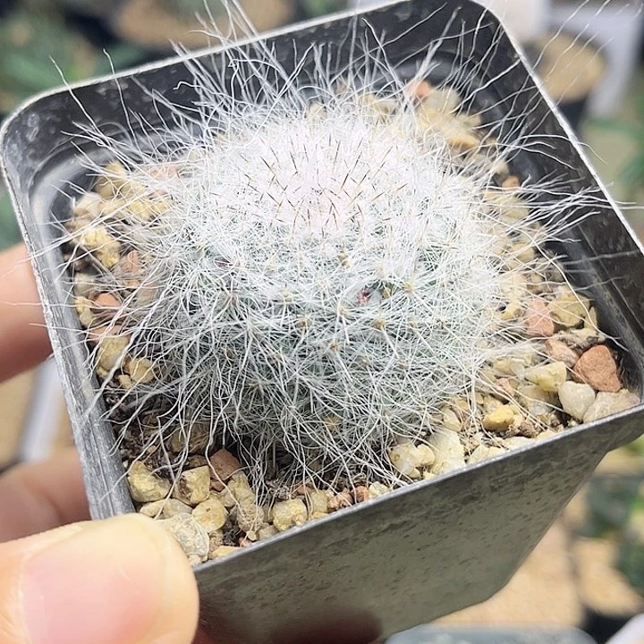 雪猿玉翁实生球一颗4公分