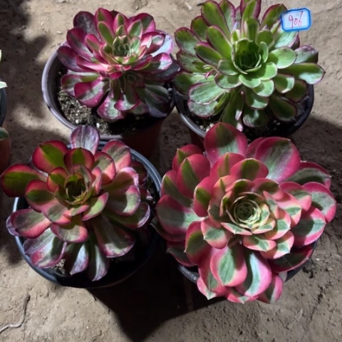 906多肉植物组合
